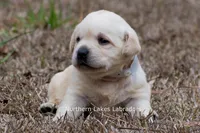 Kellie, a female Labrador Retriever for sale in Bowersville, GA – Photo 3 of 9