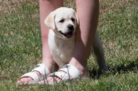 Kellie, a female Labrador Retriever for sale in Bowersville, GA – Photo 4 of 10