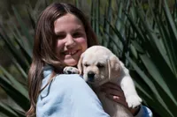 Kellie, a female Labrador Retriever for sale in Bowersville, GA – Photo 2 of 10