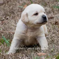 Kellie, a female Labrador Retriever for sale in Bowersville, GA – Photo 10 of 10