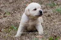 Kellie, a female Labrador Retriever for sale in Bowersville, GA – Photo 8 of 9