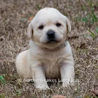 Kellie, a female Labrador Retriever for sale in Bowersville, GA – Photo 5 of 10