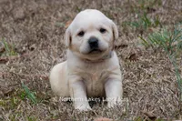 Kellie, a female Labrador Retriever for sale in Bowersville, GA – Photo 1 of 9