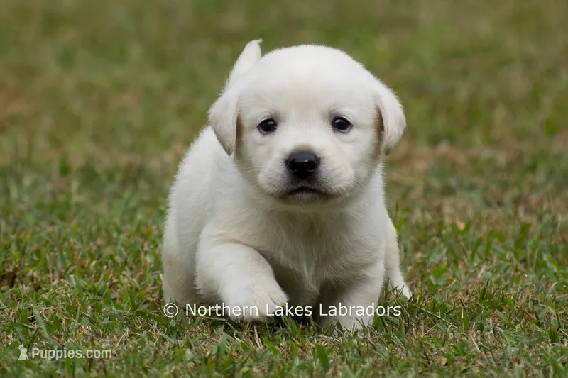 McKenna – Labrador Retriever puppy for sale in Bowersville, GA