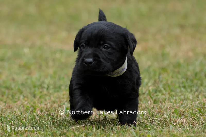 Noah – Labrador Retriever puppy for sale in Bowersville, GA