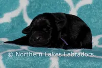 Suzanna, a female Labrador Retriever for sale in Bowersville, GA – Photo 3 of 4