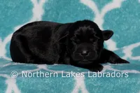 Suzanna, a female Labrador Retriever for sale in Bowersville, GA – Photo 1 of 4