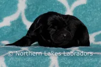 Suzanna, a female Labrador Retriever for sale in Bowersville, GA – Photo 2 of 4