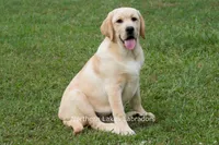 Vienna, a female Labrador Retriever for sale in Bowersville, GA – 8 of 9