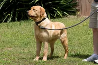 Phineas, a male Labrador Retriever for sale in Bowersville, GA – 5 of 5