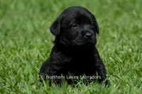 Edward, a male Labrador Retriever for sale in Bowersville, GA – 4 of 5