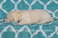 Elvis, a male Labrador Retriever for sale in Bowersville, GA – Photo 8 of 10