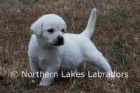 Elvis, a male Labrador Retriever for sale in Bowersville, GA – Photo 3 of 10