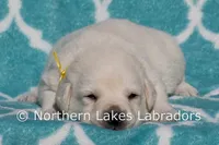 Elvis, a male Labrador Retriever for sale in Bowersville, GA – Photo 9 of 10