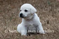 Elvis, a male Labrador Retriever for sale in Bowersville, GA – Photo 6 of 10