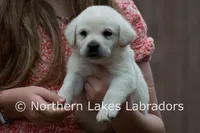 Elvis, a male Labrador Retriever for sale in Bowersville, GA – Photo 1 of 10