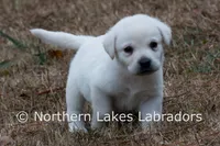 Elvis, a male Labrador Retriever for sale in Bowersville, GA – Photo 2 of 10
