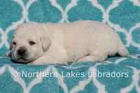 Elvis, a male Labrador Retriever for sale in Bowersville, GA – Photo 10 of 10