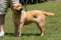 Phineas, a male Labrador Retriever for sale in Bowersville, GA – 3 of 5