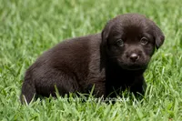 Eliza, a female Labrador Retriever for sale in Bowersville, GA – 3 of 5