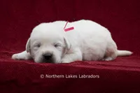 Mason, a male Labrador Retriever for sale in Bowersville, GA – 5 of 5