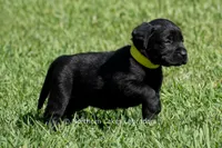 Pearl, a female Labrador Retriever for sale in Bowersville, GA – 3 of 6