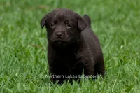 Elijah, a male Labrador Retriever for sale in Bowersville, GA – 3 of 5