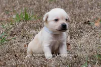 Korbin, a male Labrador Retriever for sale in Bowersville, GA – Photo 6 of 7