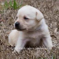 Korbin, a male Labrador Retriever for sale in Bowersville, GA – Photo 7 of 7