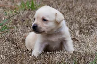 Korbin, a male Labrador Retriever for sale in Bowersville, GA – Photo 4 of 7