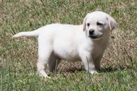 Korbin, a male Labrador Retriever for sale in Bowersville, GA – Photo 3 of 7