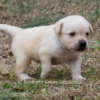 Korbin, a male Labrador Retriever for sale in Bowersville, GA – Photo 6 of 7