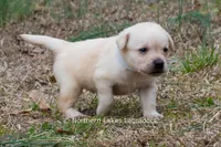 Korbin, a male Labrador Retriever for sale in Bowersville, GA – Photo 2 of 7