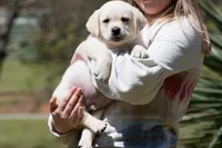 Korbin, a male Labrador Retriever for sale in Bowersville, GA – Photo 1 of 7