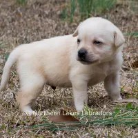 Korbin, a male Labrador Retriever for sale in Bowersville, GA – Photo 4 of 7