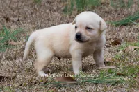 Korbin, a male Labrador Retriever for sale in Bowersville, GA – Photo 7 of 7