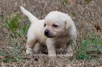 Korbin, a male Labrador Retriever for sale in Bowersville, GA – Photo 5 of 7