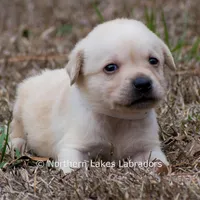 Korbin, a male Labrador Retriever for sale in Bowersville, GA – Photo 5 of 7