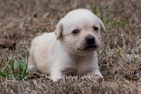 Korbin, a male Labrador Retriever for sale in Bowersville, GA – Photo 1 of 7