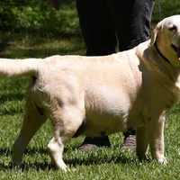 Fox Red Yellows, a female Labrador Retriever for sale in Bowersville, GA – Photo 2 of 2