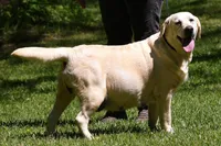 Fox Red Yellows, a female Labrador Retriever for sale in Bowersville, GA – Photo 2 of 2