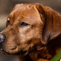 Fox Red Yellows, a female Labrador Retriever for sale in Bowersville, GA – Photo 1 of 2