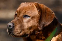 Fox Red Yellows, a female Labrador Retriever for sale in Bowersville, GA – Photo 1 of 2