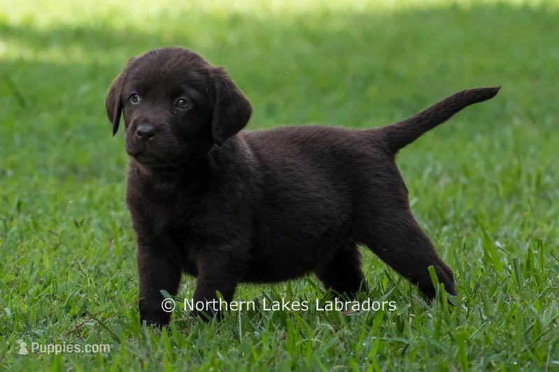 Elijah – Labrador Retriever puppy for sale in Bowersville, GA