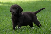Elijah, a male Labrador Retriever for sale in Bowersville, GA – 1 of 8