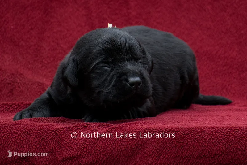 Noah – Labrador Retriever puppy for sale in Bowersville, GA