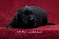 Noah, a male Labrador Retriever for sale in Bowersville, GA – 1 of 5