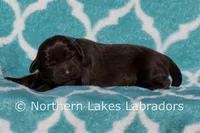 Simon, a male Labrador Retriever for sale in Bowersville, GA – Photo 5 of 5