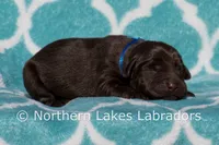Simon, a male Labrador Retriever for sale in Bowersville, GA – Photo 3 of 5