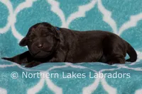 Simon, a male Labrador Retriever for sale in Bowersville, GA – Photo 1 of 5